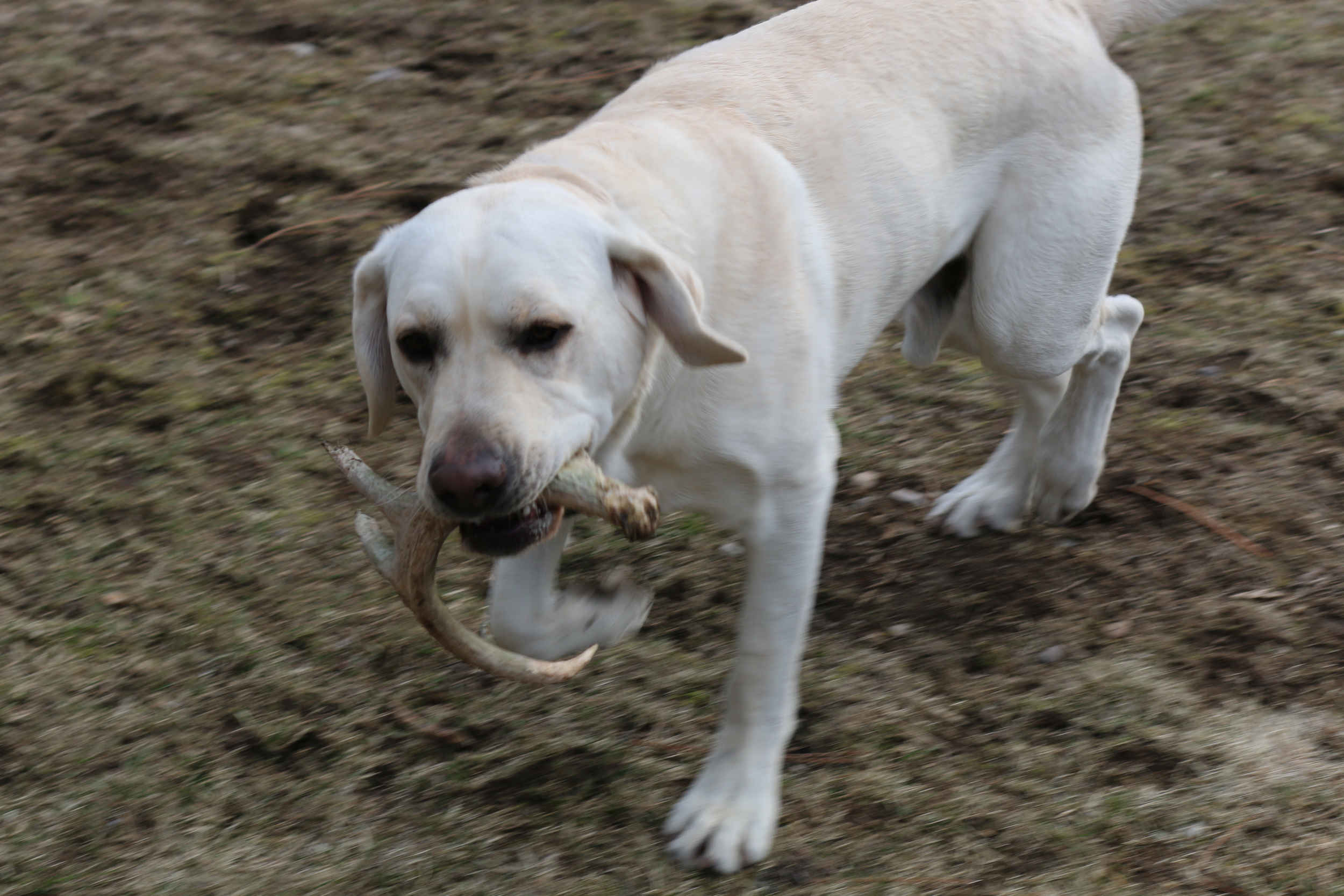 Shed Hunters  