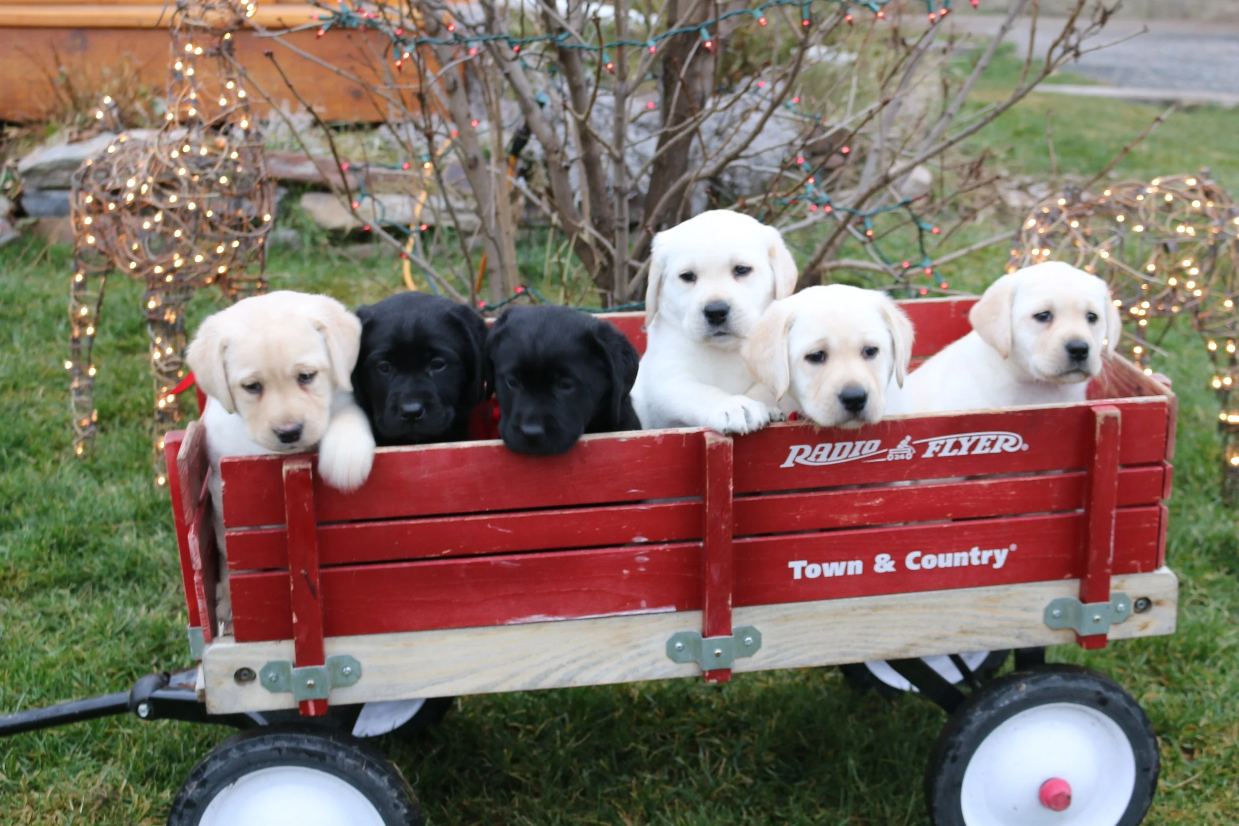 Kids, Buffalo, Hawk's pups, fall pic_6810.JPG