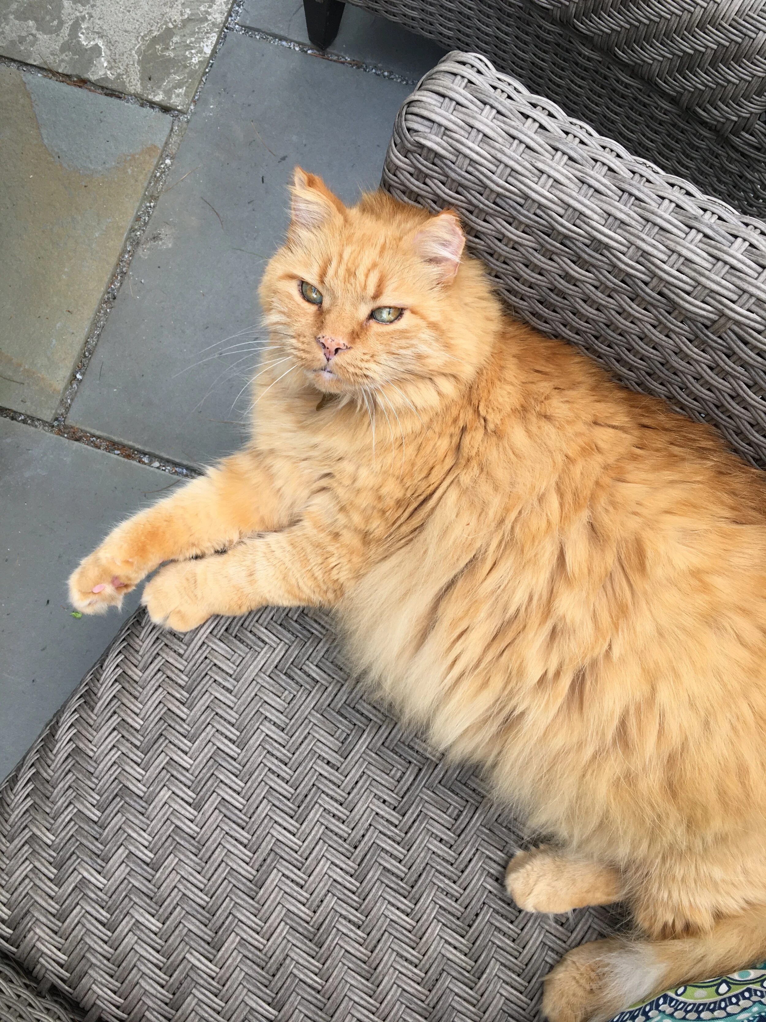 Nutrition Notes from Noah