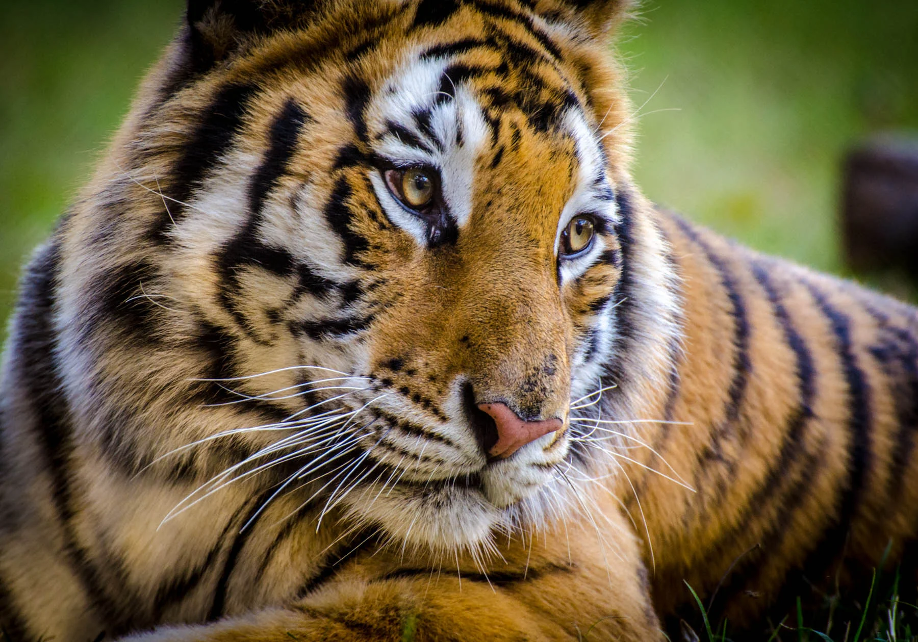 20131117_Aasha_smuggler_0014.jpg