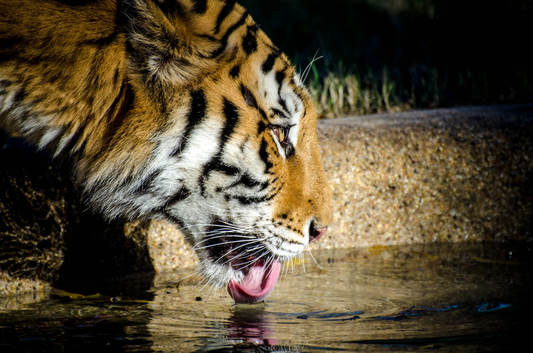 20131117_Aasha_smuggler_0173.jpg