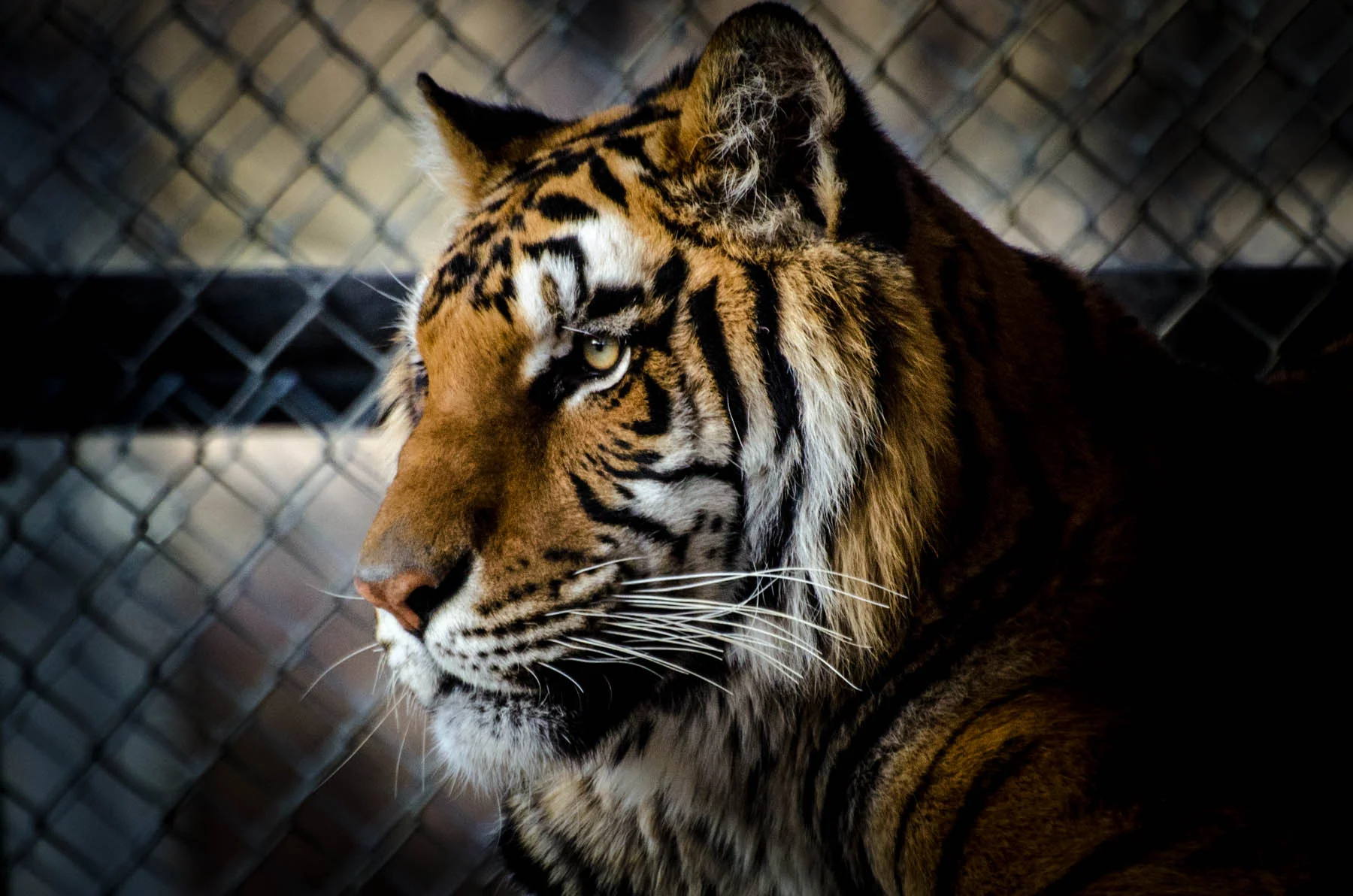 20140216_van_cats_0260.jpg