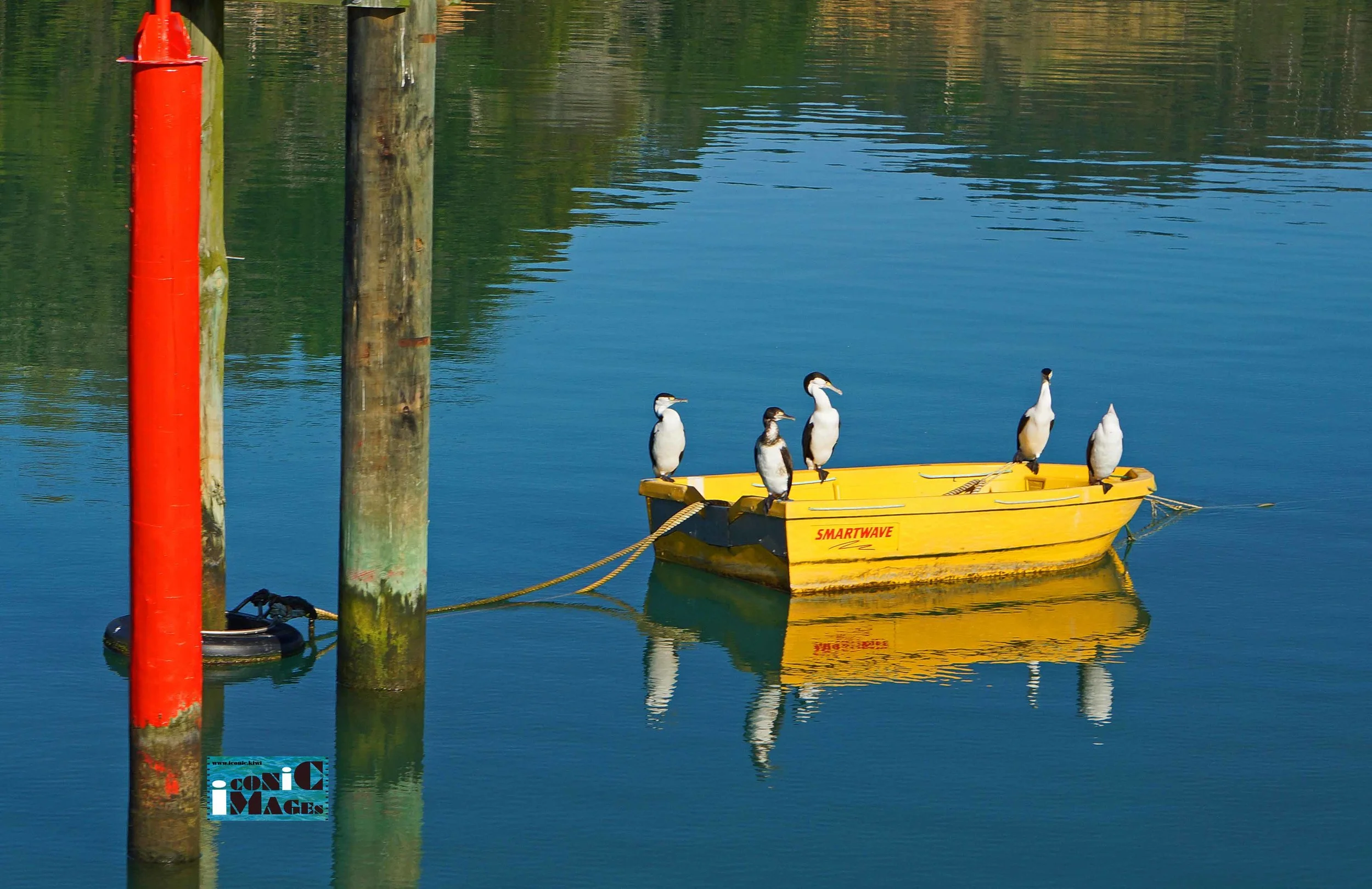 Cormorants in the Tutukaka Marina
