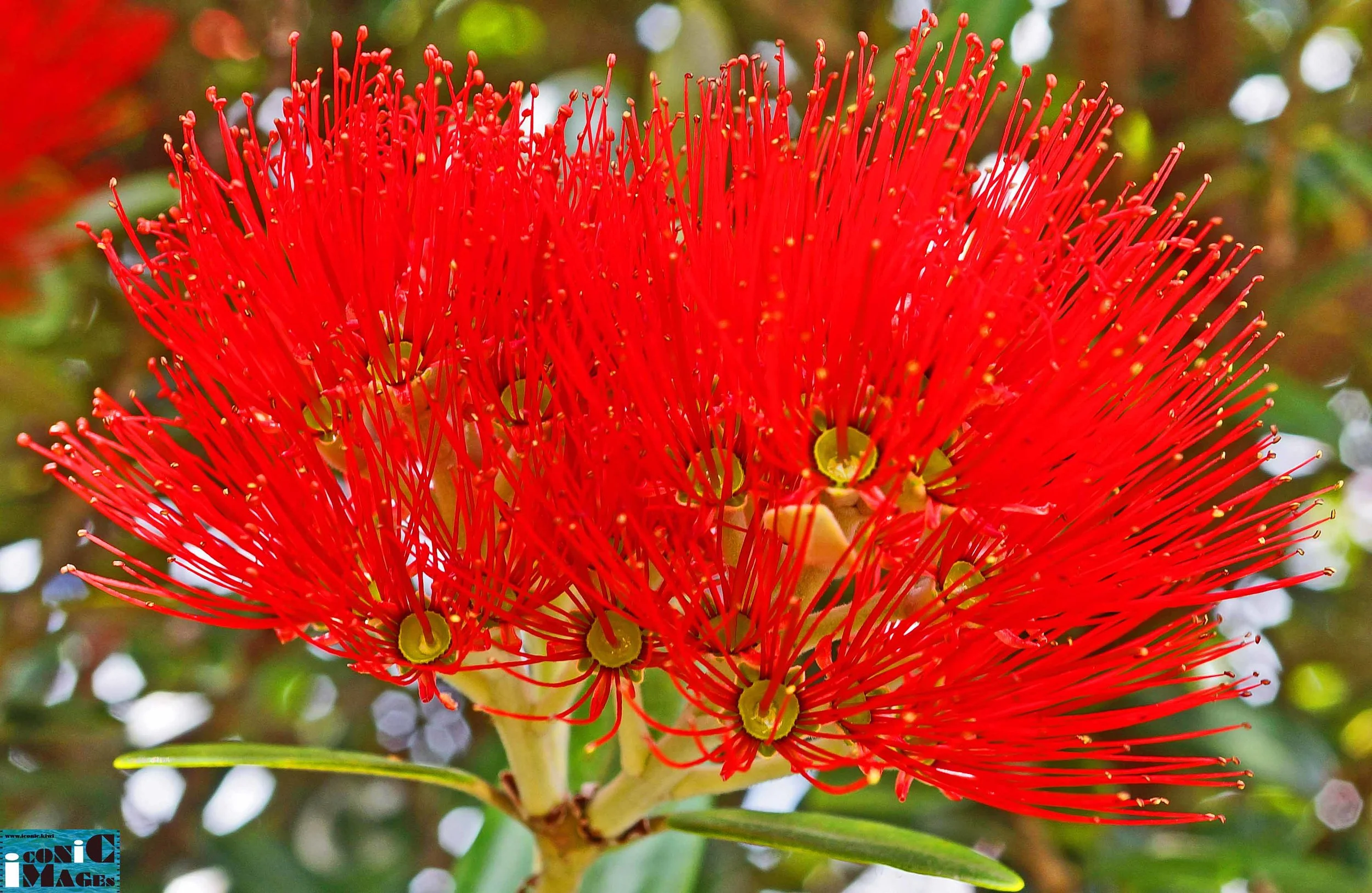 Pohutukawa flower (featured in the 2015 calendar)