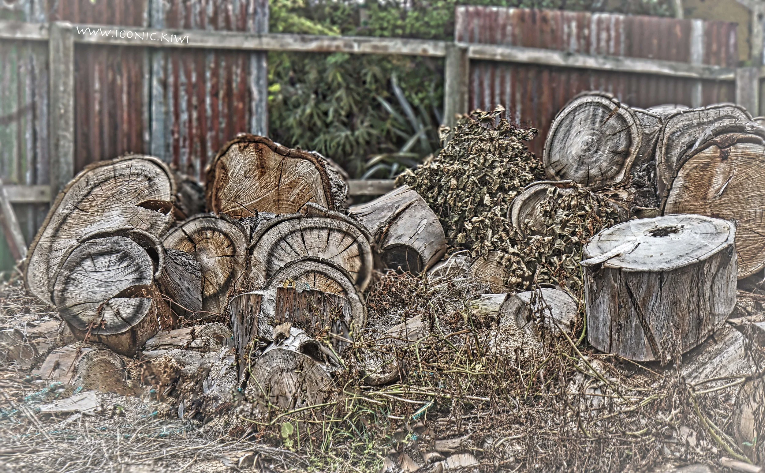 Wooden blocks adorn the overgrown backyard of a house awaiting earthquake repairs