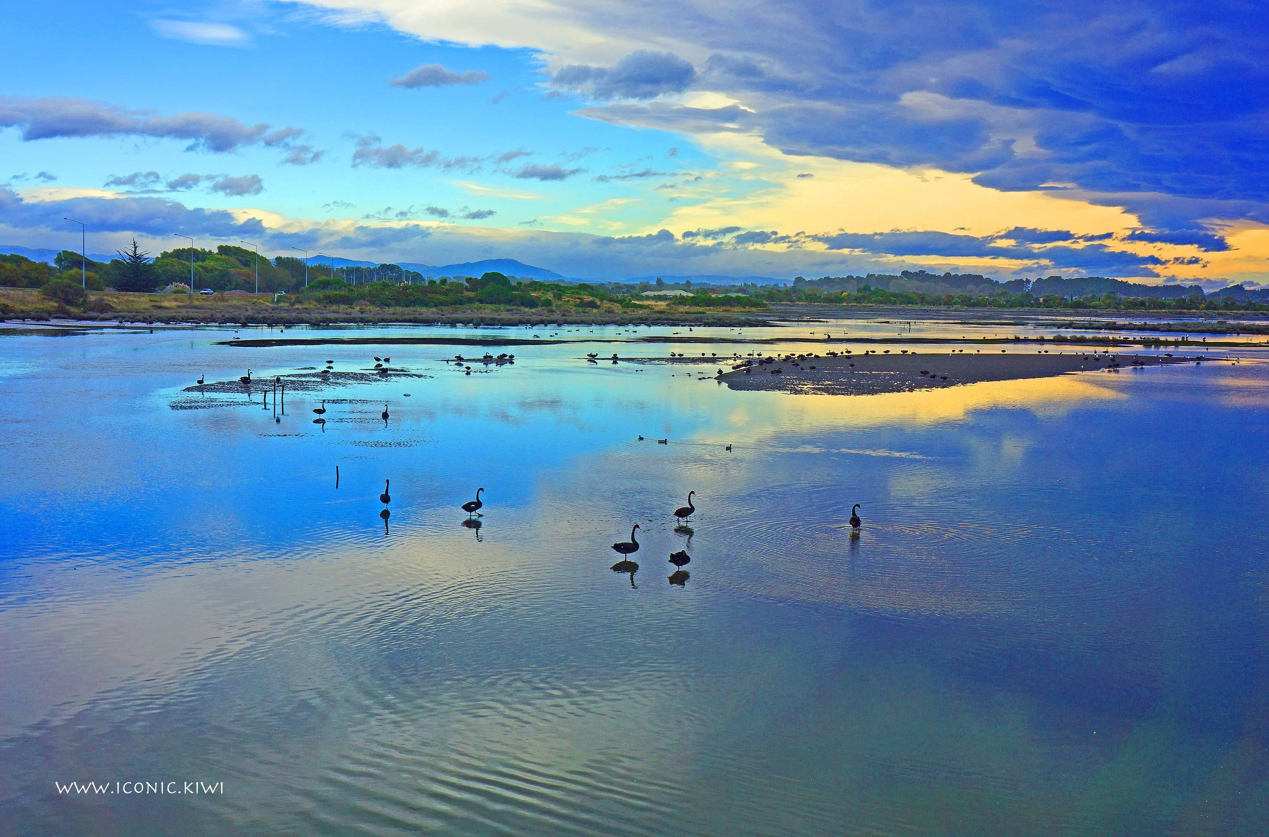 Water reflections with swans, Christchurch, New Zealand