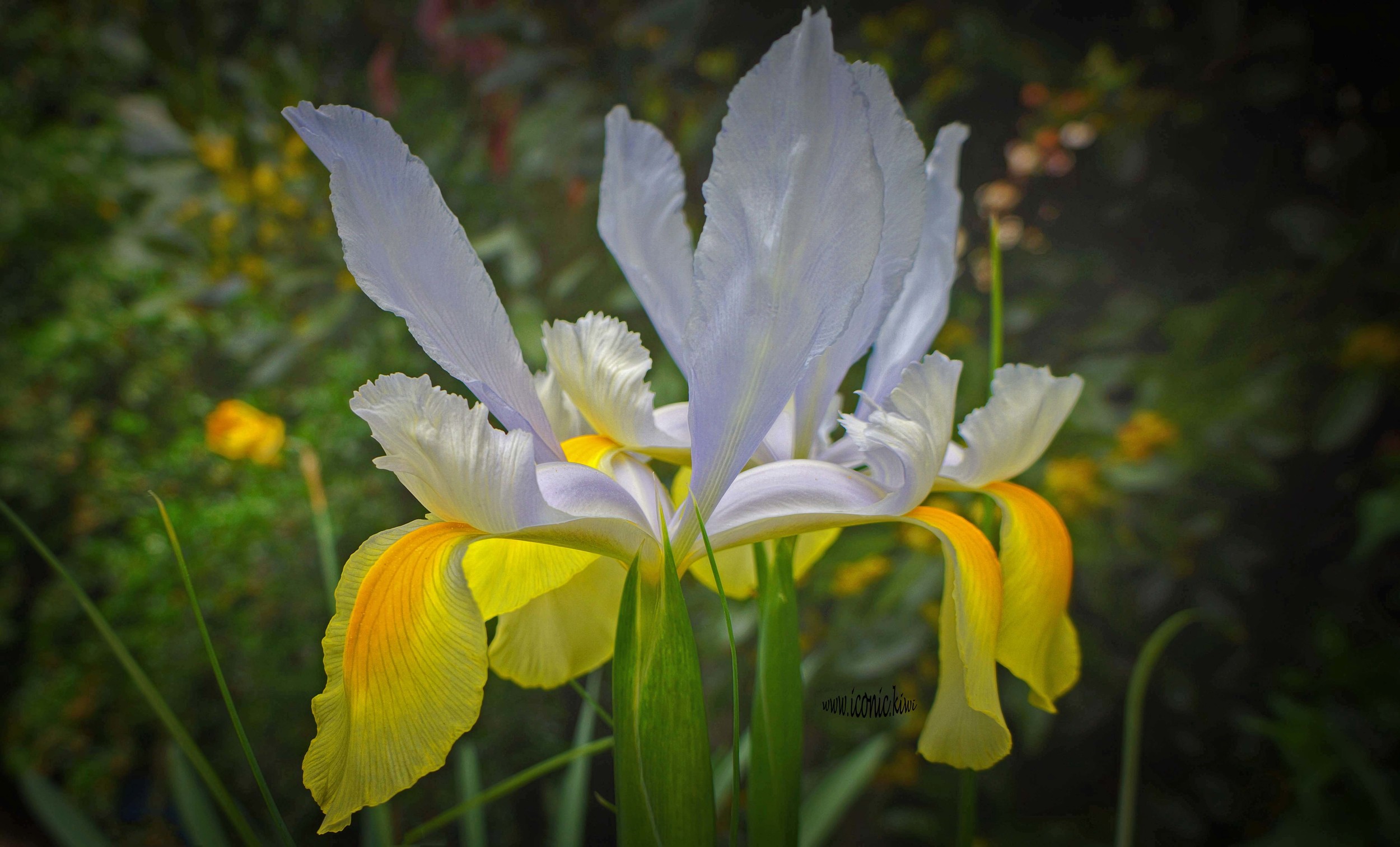The colours of Spring: Iris