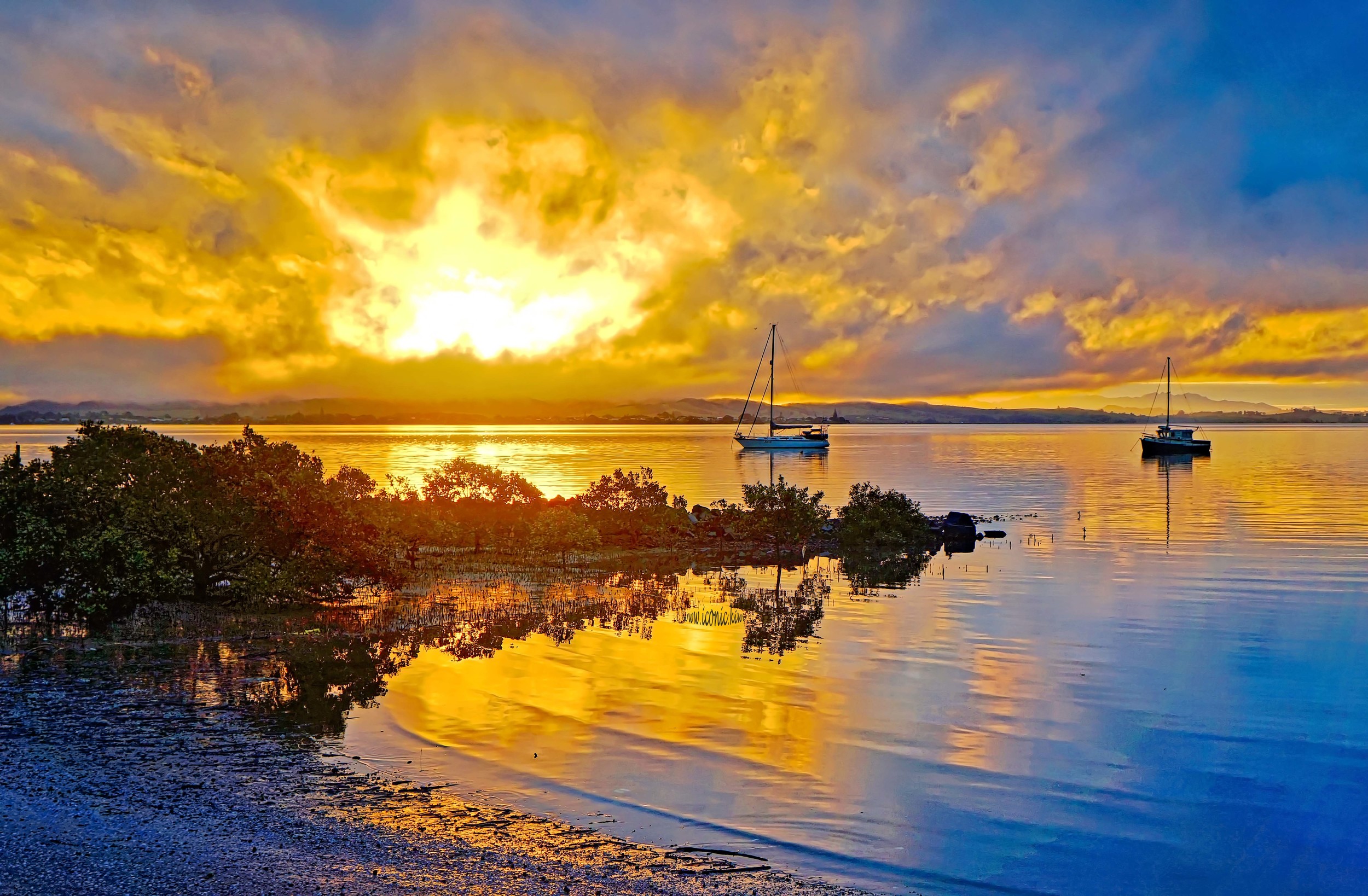 Mangroves reflected at sunset, Northland, New Zealand