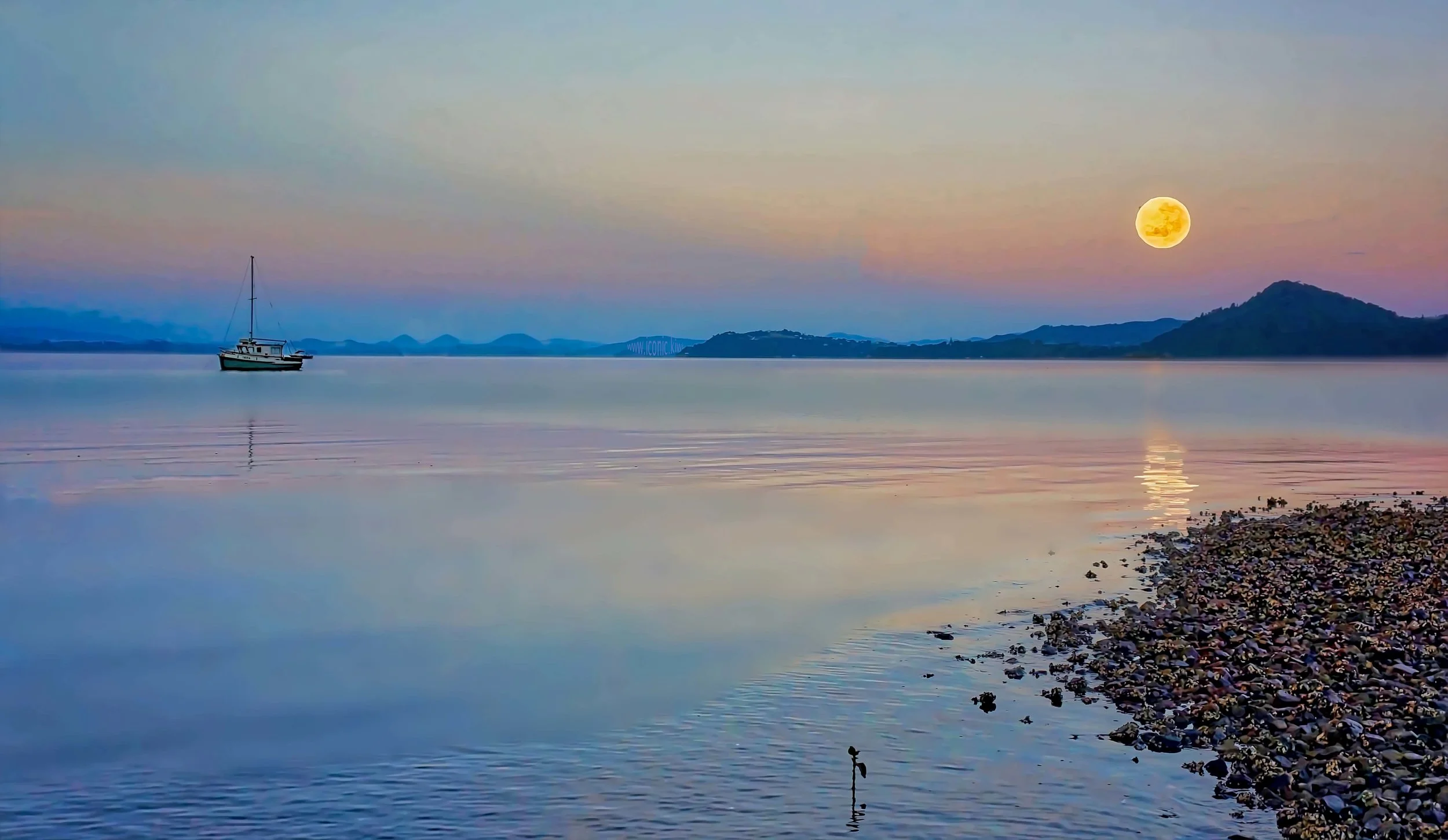 Misty dawn with mangrove shoot, McLeod Bay, Northland, New Zealand
