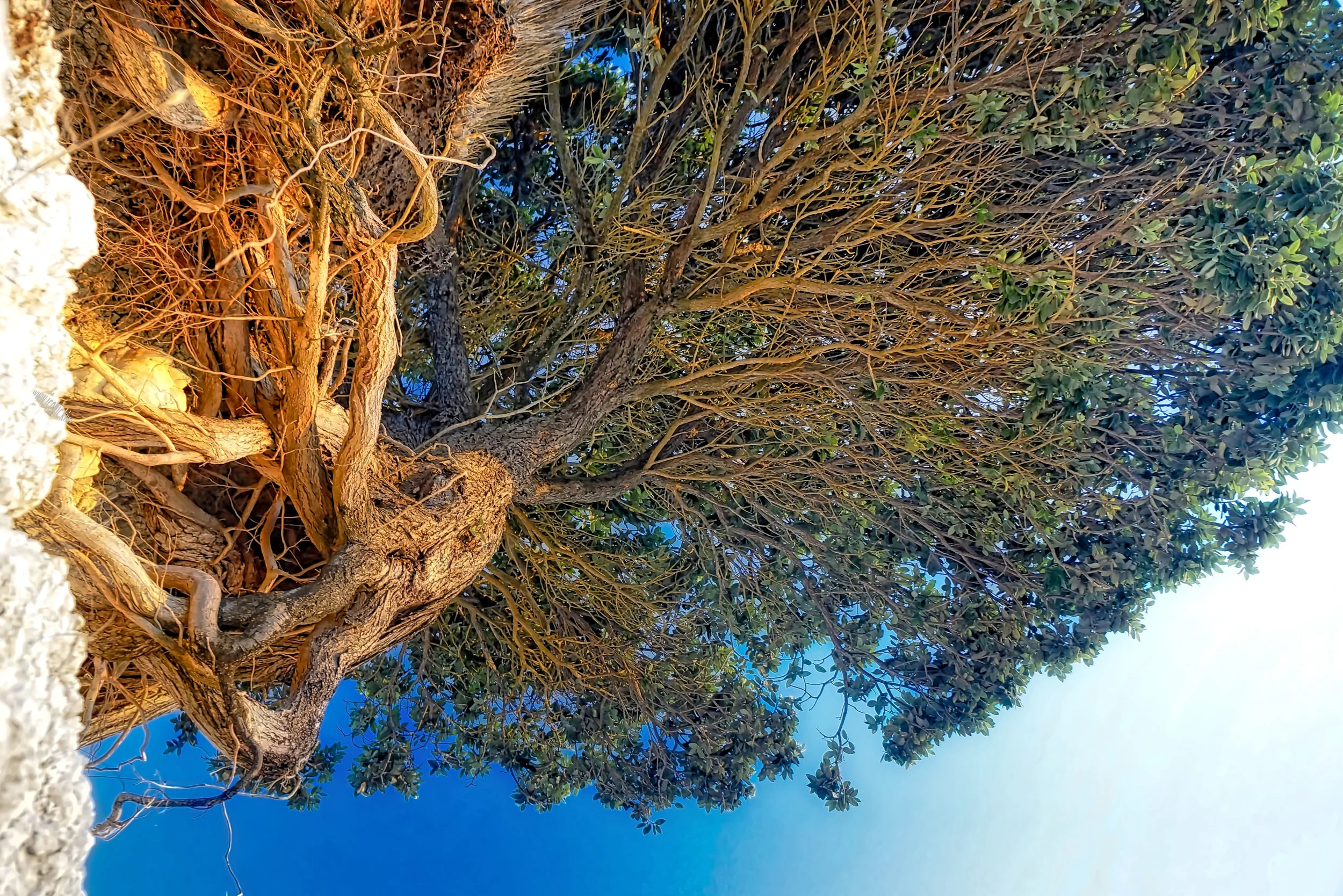 Pohutukawa tree clinging onto a cliff above Omāpere beach in Northland, New Zealand