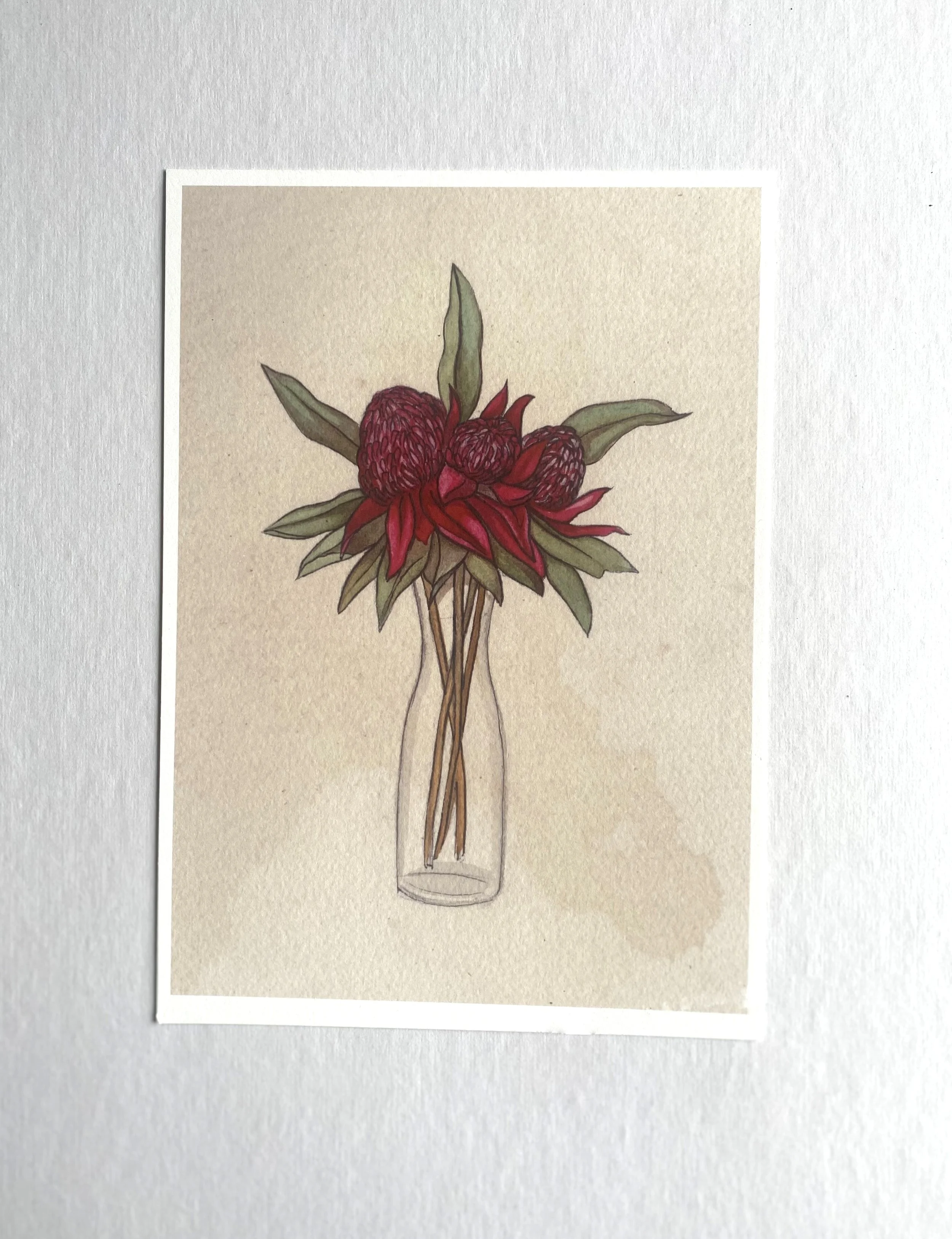 Waratah.jpg