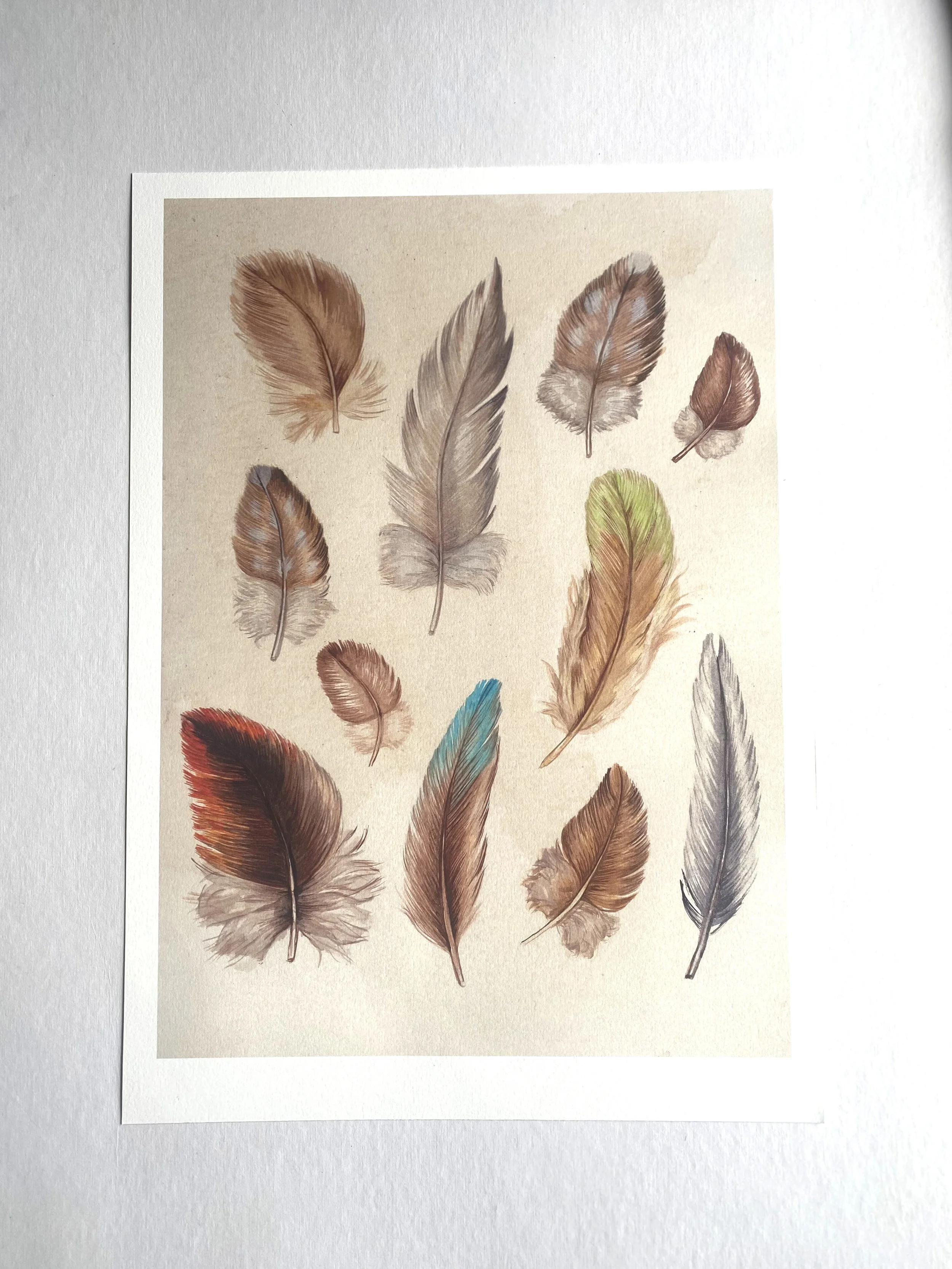 FeathersA3-1.jpg