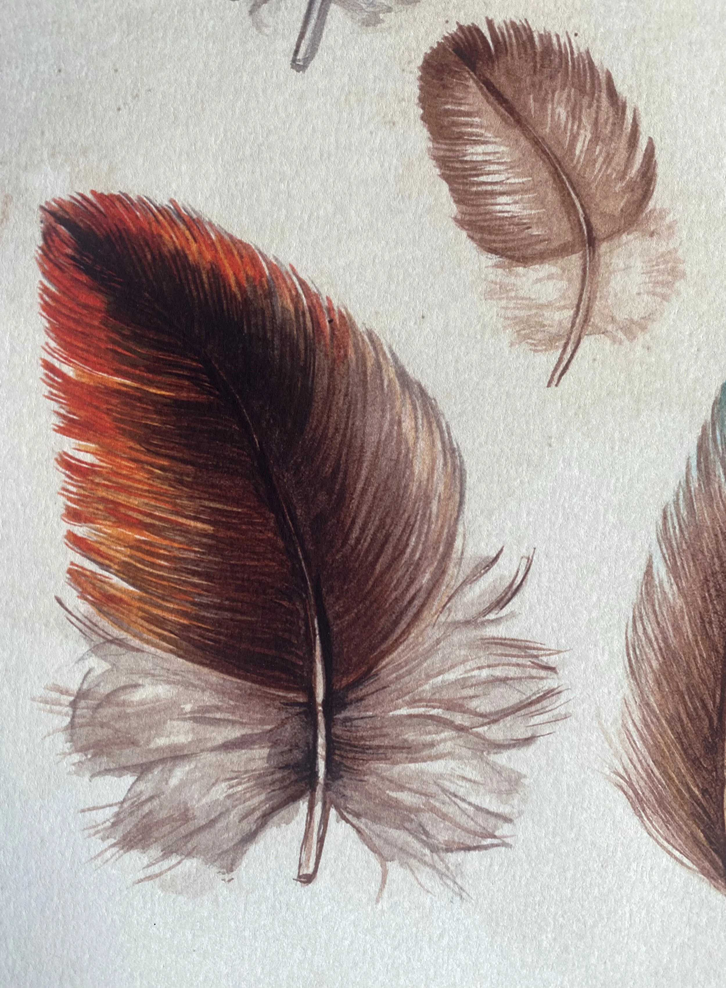 Feathers - Close Up.jpg