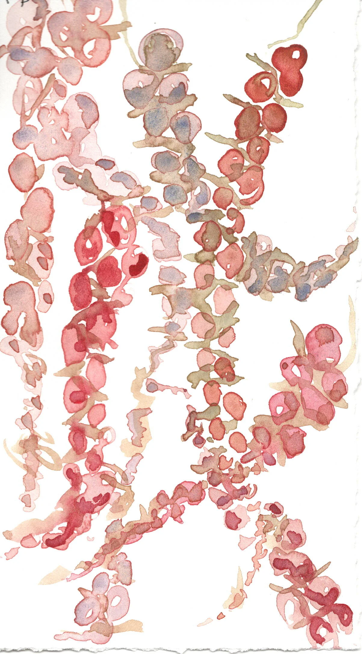 Raspberry Trailing Flowers 1