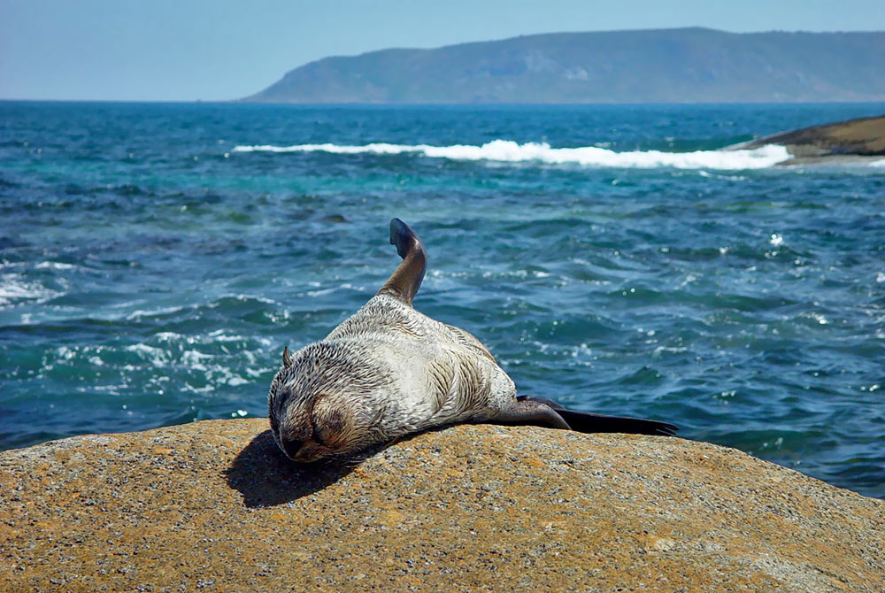 Sunbathing-Seal.jpg