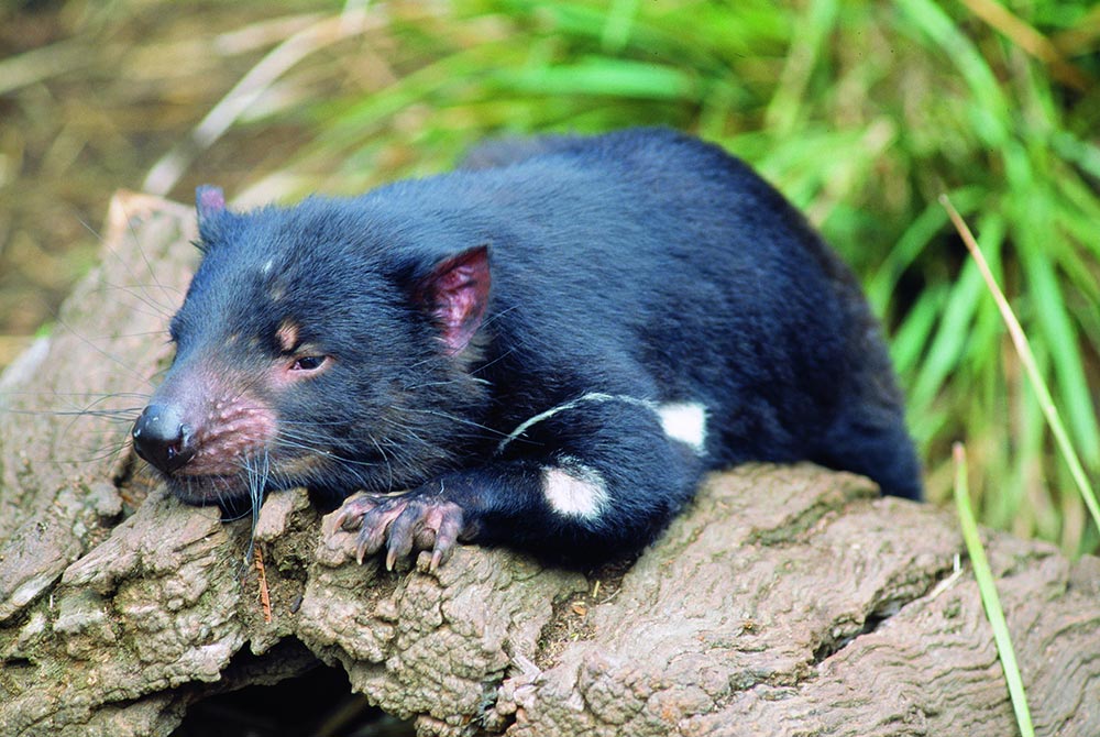Tasmanian-Devil.jpg