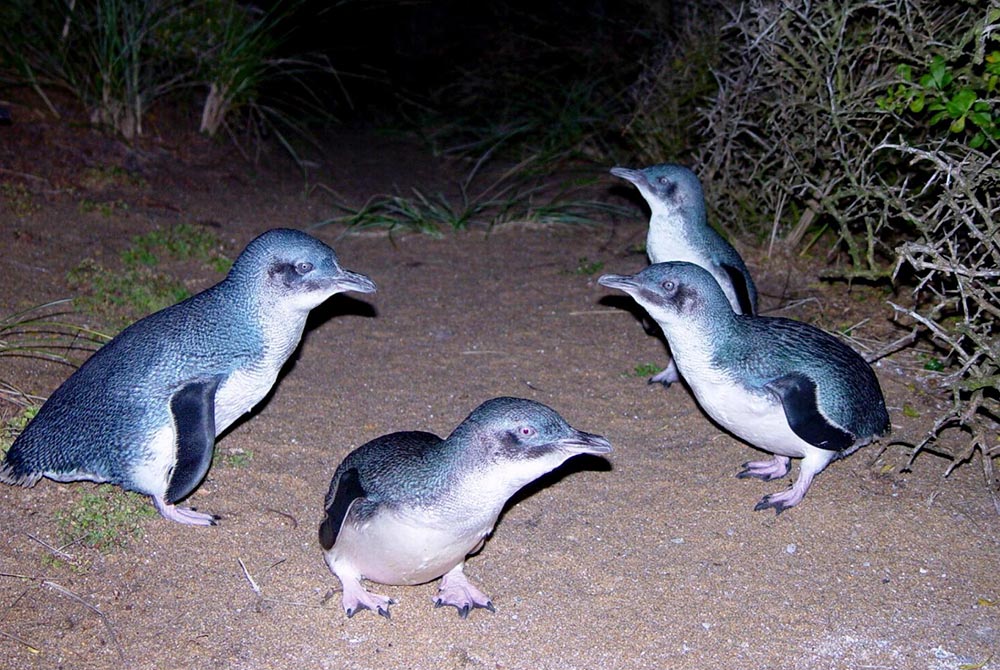 Fairy-Penguins---Tours-at-Low-Head.jpg