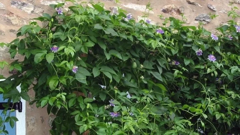 Passion Flower Vine