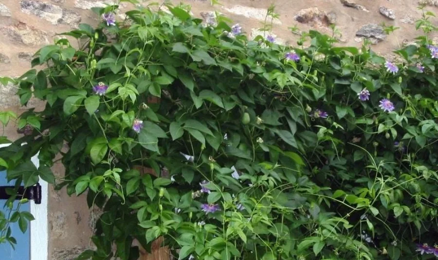 passionflower vine.jpg