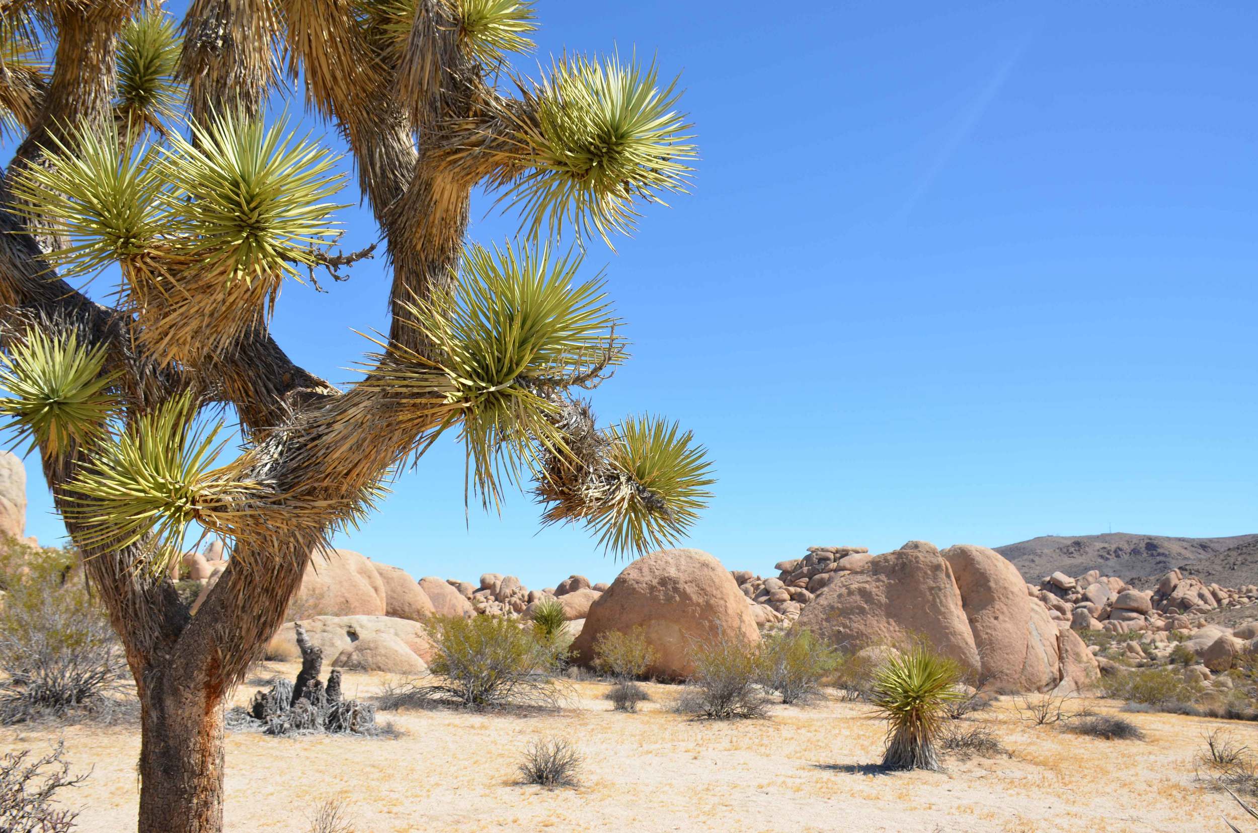 JoshuaTree