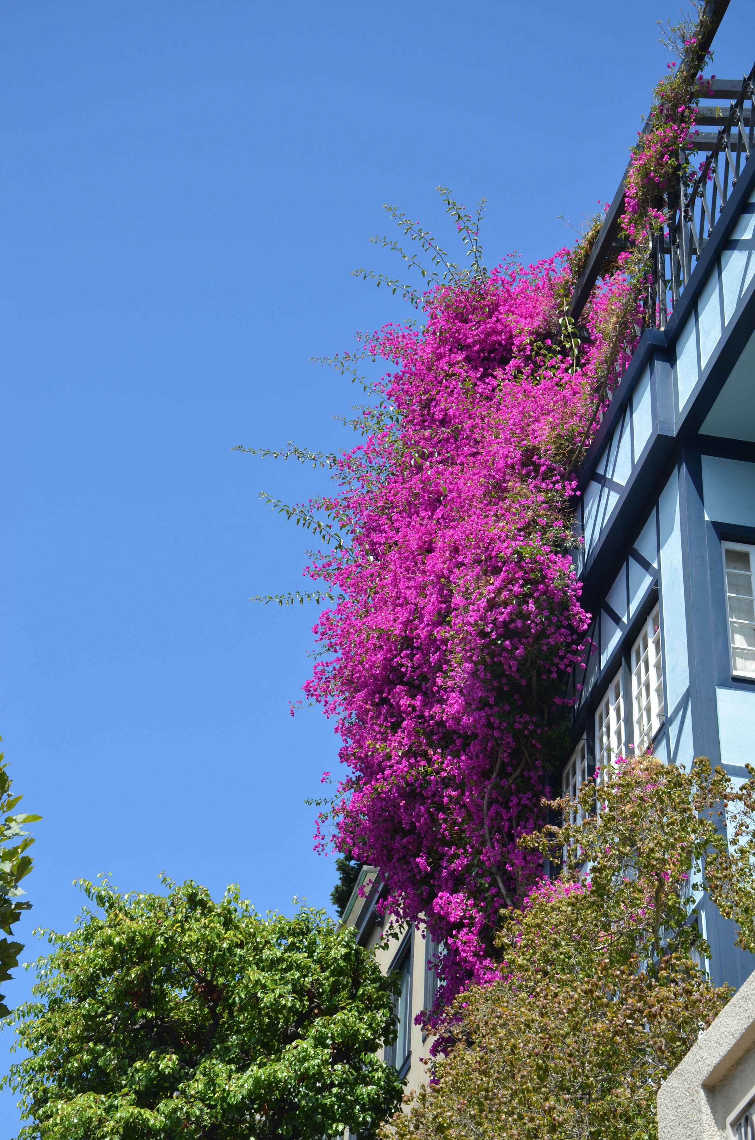 Lombard