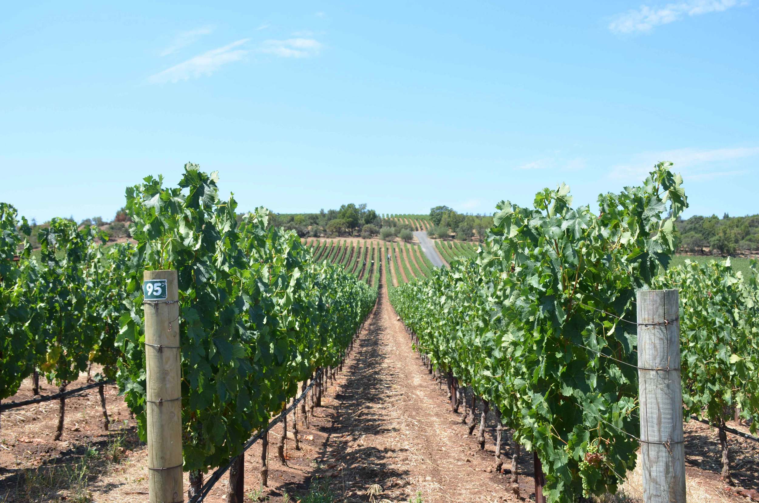U.S. Road Trip Destination 6: Napa Valley