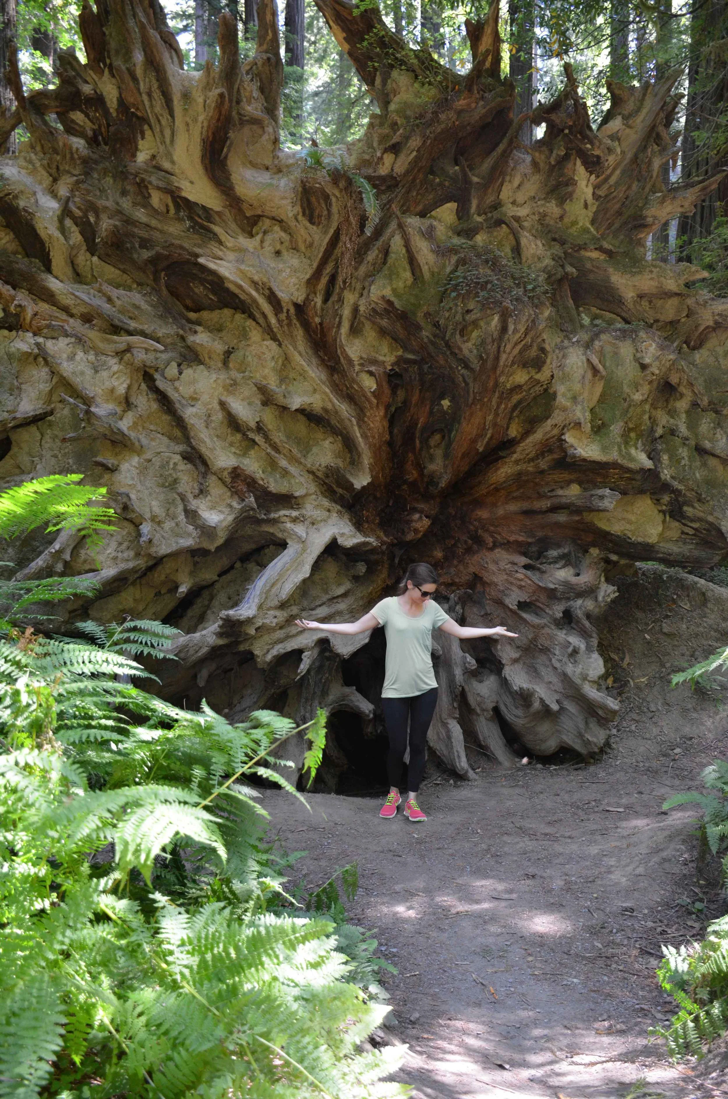 U.S. Road Trip Destination 7: The Redwoods