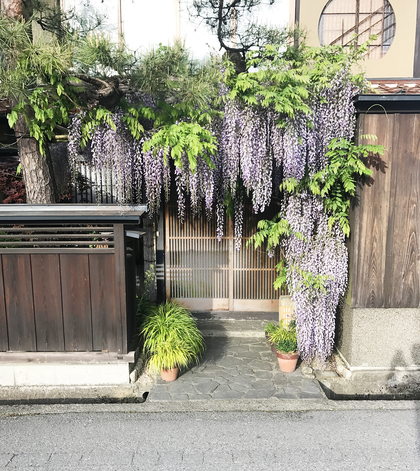 Wisteria draped over doors = swoon