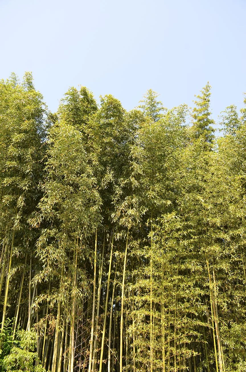Bamboo Grove from the outside