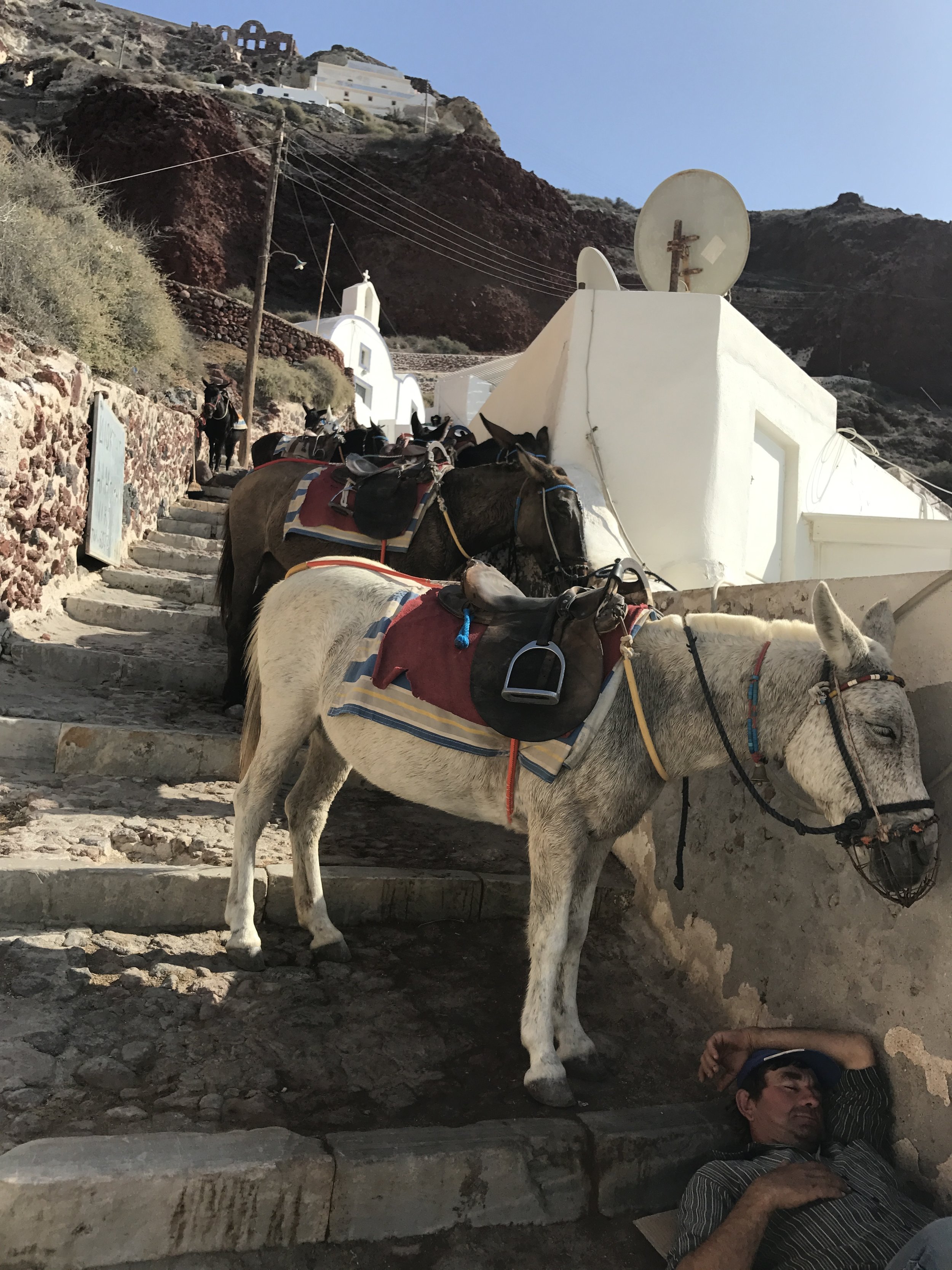 santorini_mule