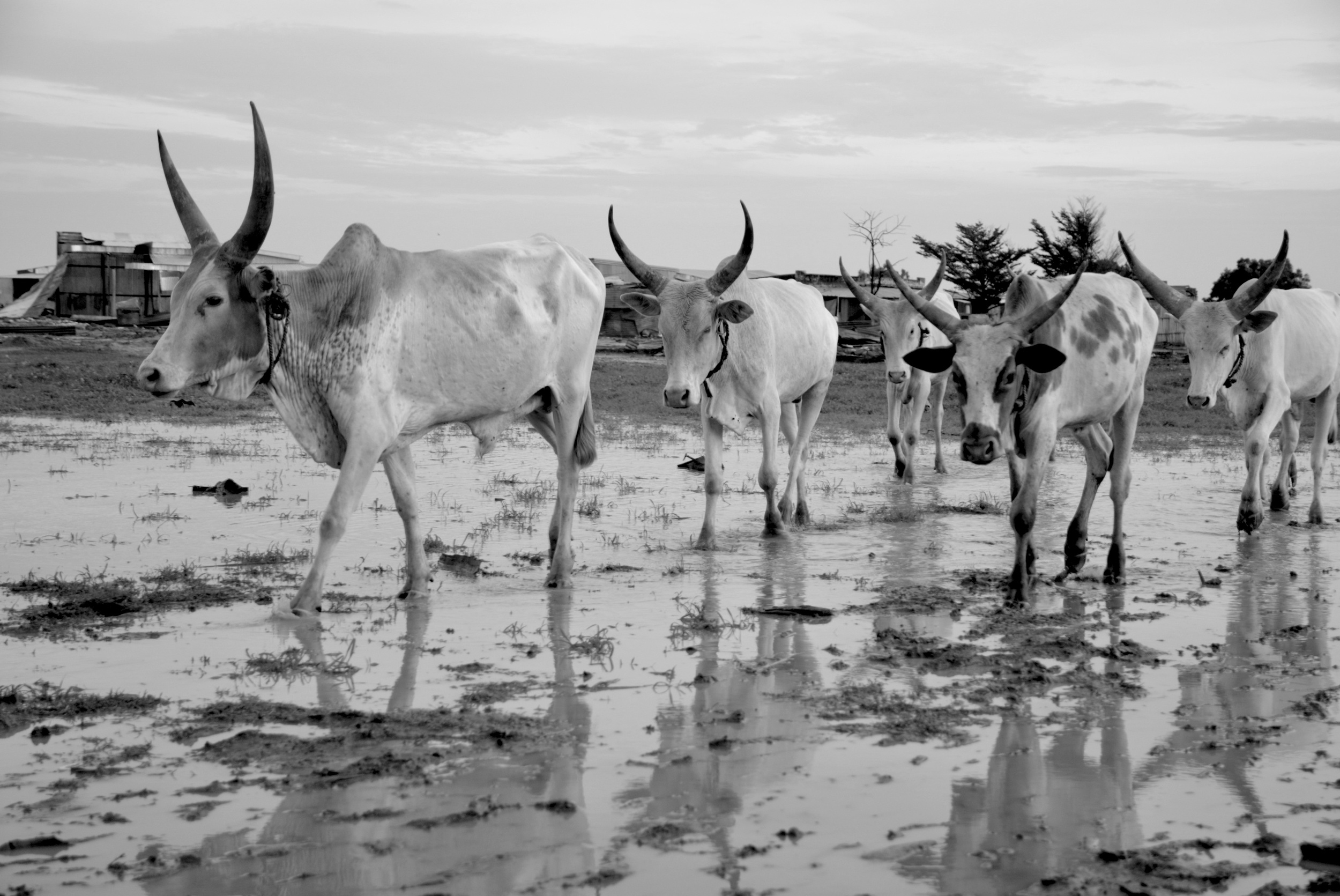 In Leer, Unity state, South Sudan, 2014. Photo by Jérôme Tubiana