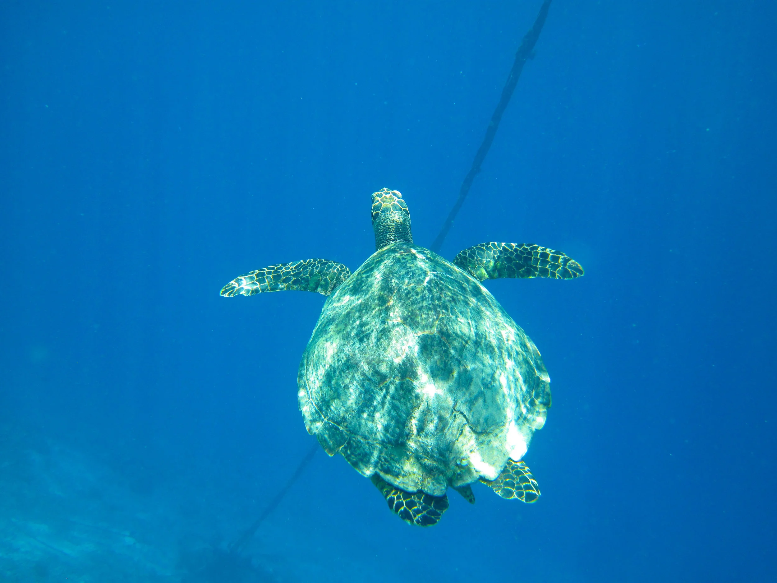 turtle copy.jpg