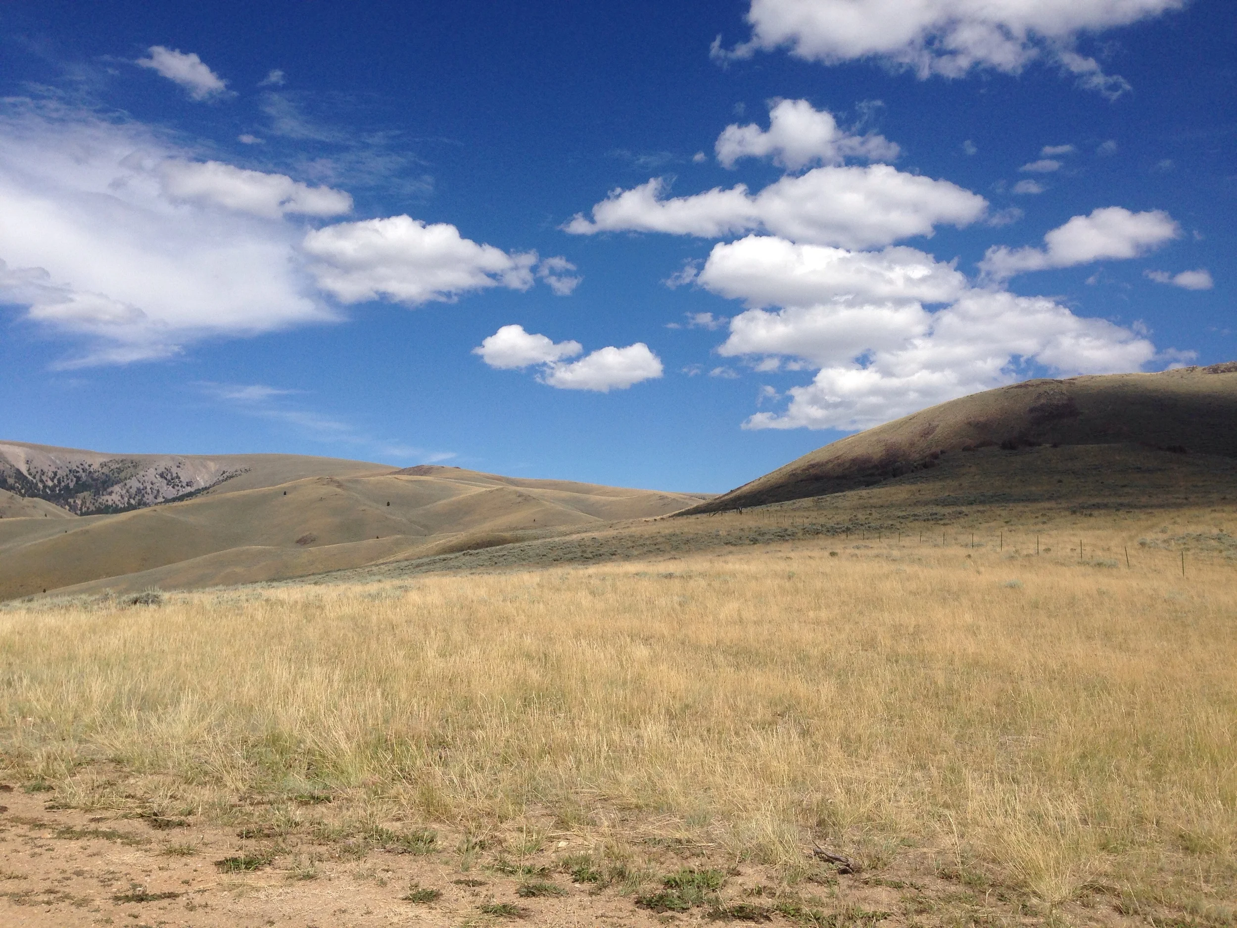 Montana in Review — Small Tomatoes