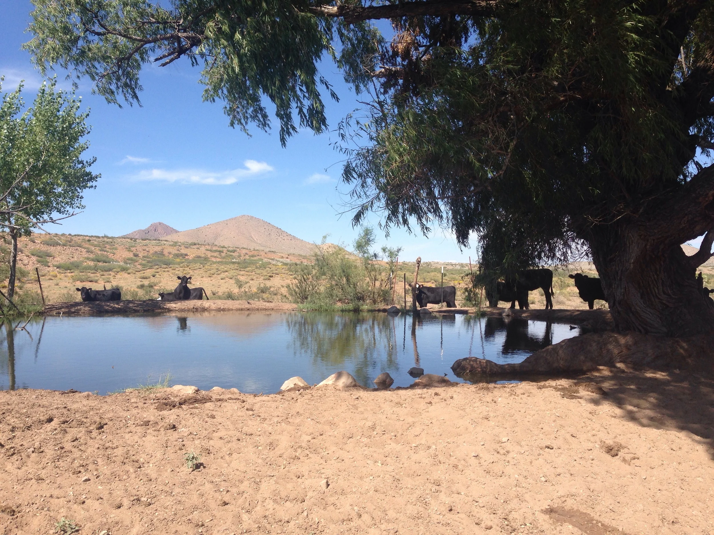 An example of a cow-laden watering hole. There was a broken windmill with a solar pump tied to it. This was just before Separ after Silver City.