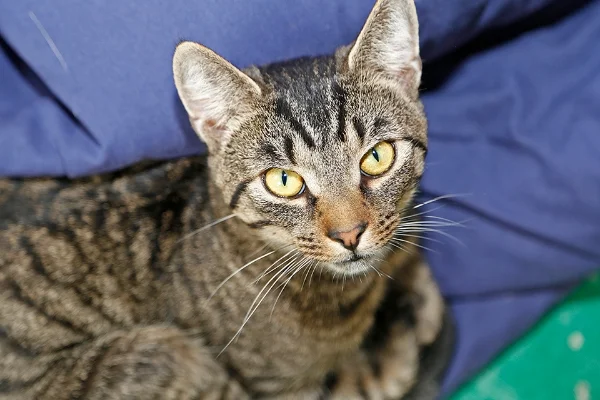 Cat at Humane Association of CNY