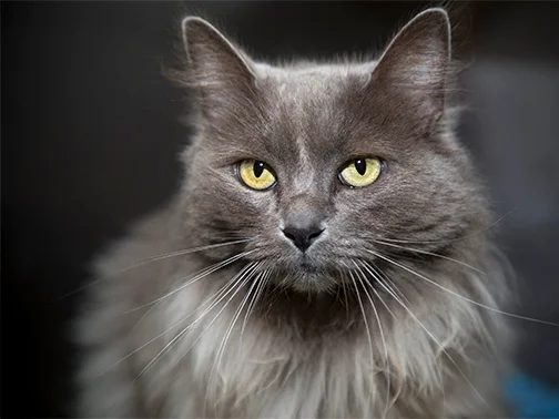 Cat at Humane Association of CNY