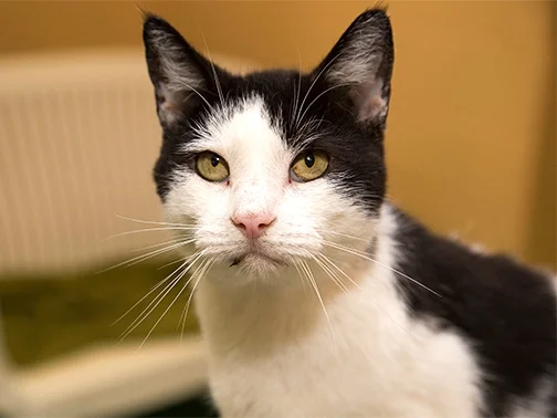Cat at Humane Association of CNY