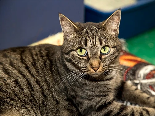 Cat at Humane Association of CNY