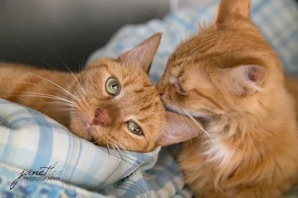 Pet Adoptions Syracuse New York