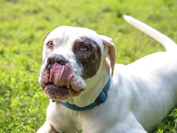 Pet Adoptions Syracuse New York