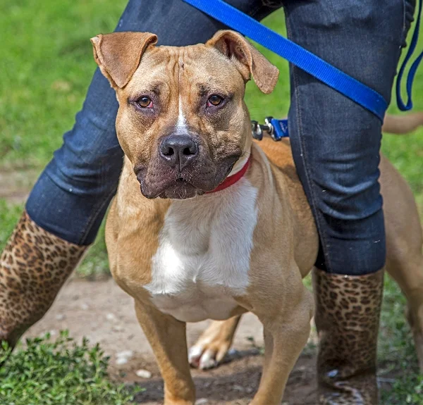 Pet Adoptions Syracuse New York