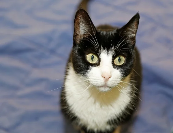 Pet Adoptions Syracuse New York