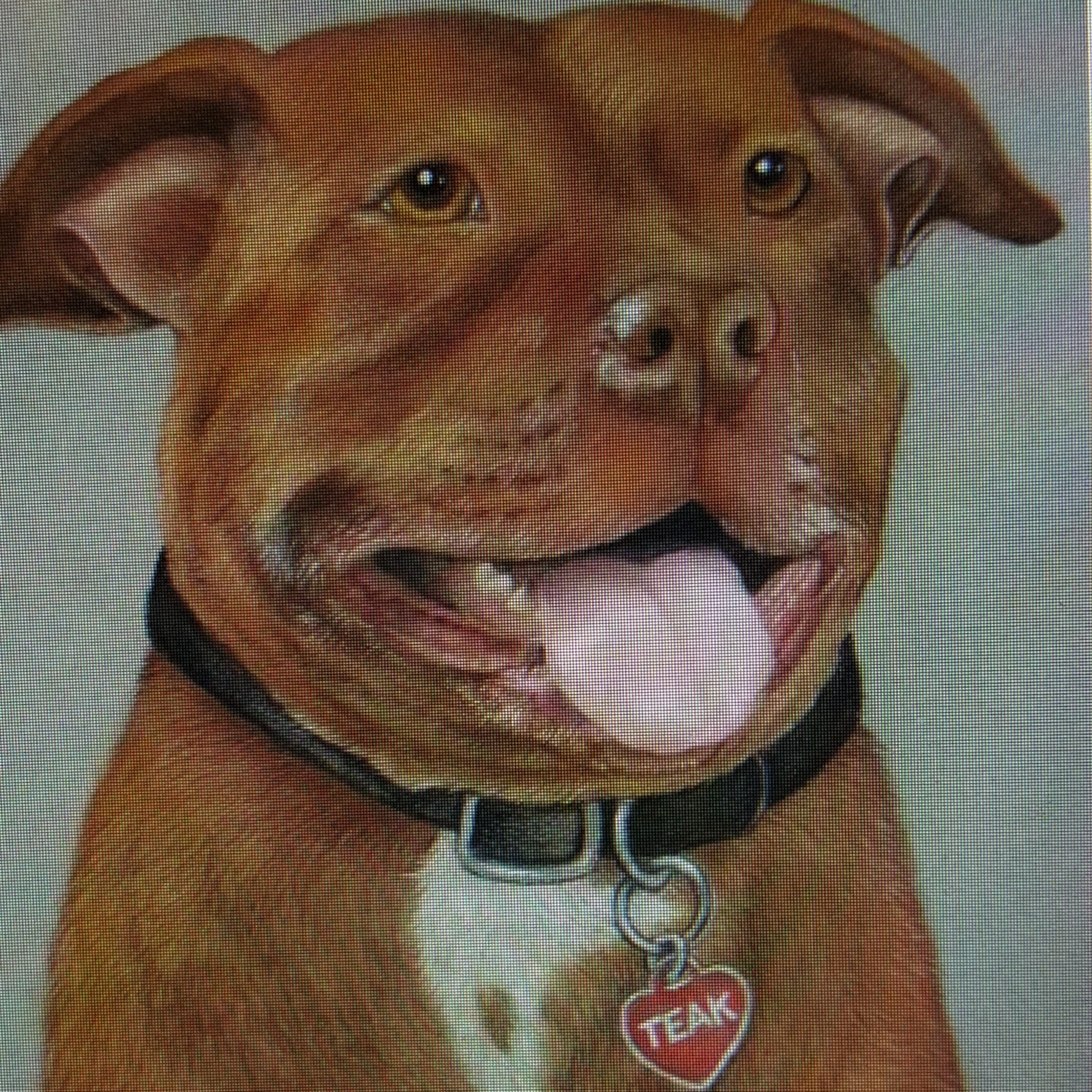 The portrait in pastel.... really enjoyed creating her smile and teeth... this girl a very kind and pretty pittie! -Marlene