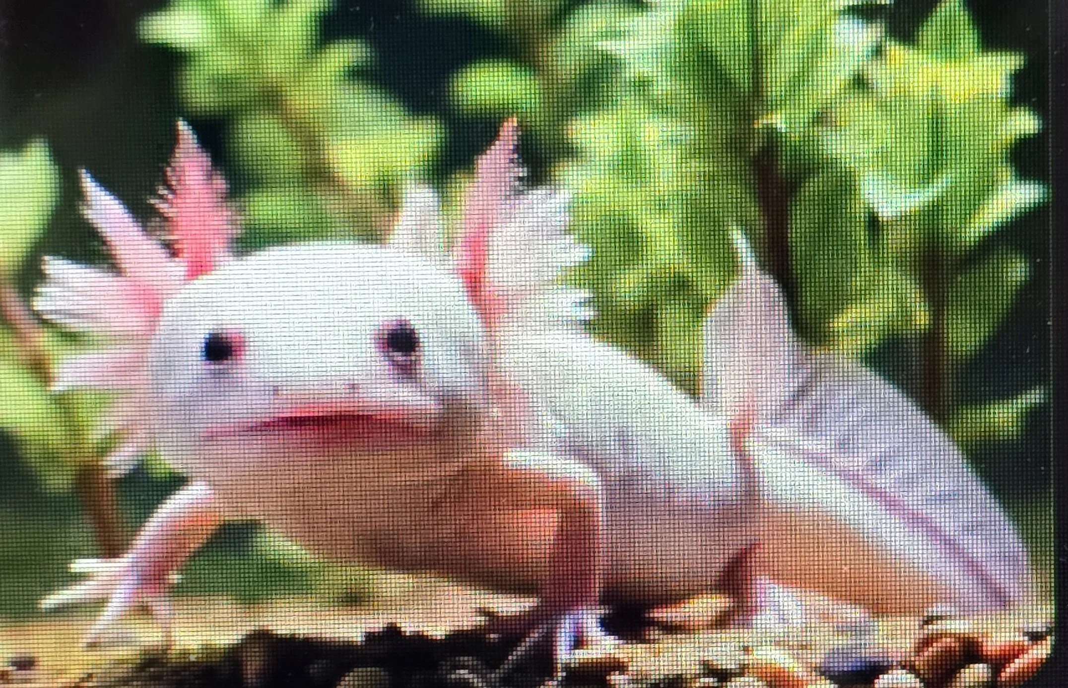 AXOLOTL #3 FOR CC & WEB.jpg