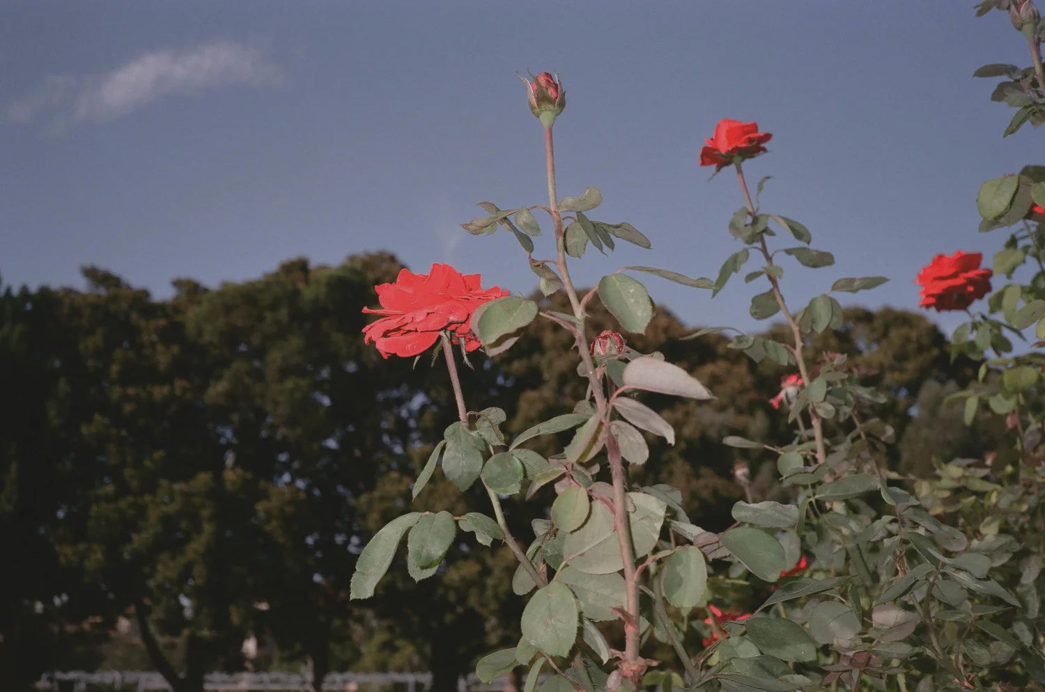La Flor
