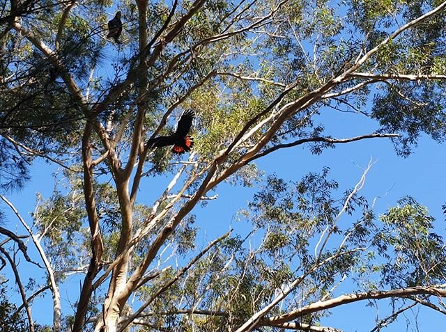 Scotty encouraged me to bush bash to my favourite spot this morning, the track is water logged and I've been missing it...and we got to hang out with five Red-Tailed Black Cockatoos, it's only the second time I've encountered them here, it was magica