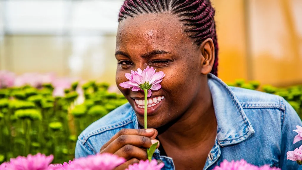  Dekker Bruins Chrysanten 