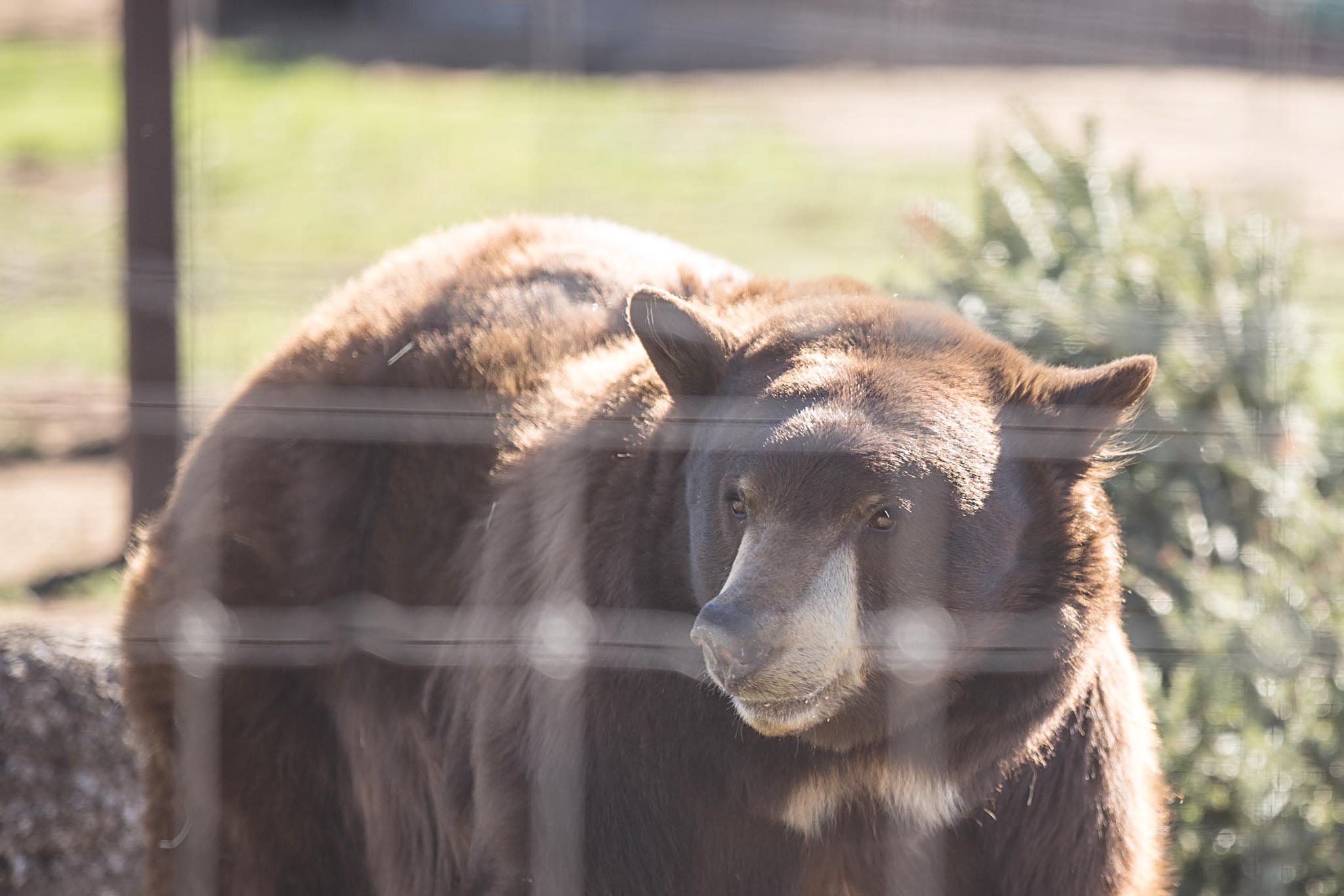 Meatball is one of the few who came to the sanctuary from the wild. Having too many people-run-ins, he was on his 3rd strike with the Wildlife, Fish & Game Dept. Luckily, his reality-stardom that he acquired while roaming the streets of Glendale, California, saved his shaggy hide, and his notoriety, managed to secure his spot of a forever home in this beautiful facility. The only other option... Well, I think they should have named him "Lucky" instead. 