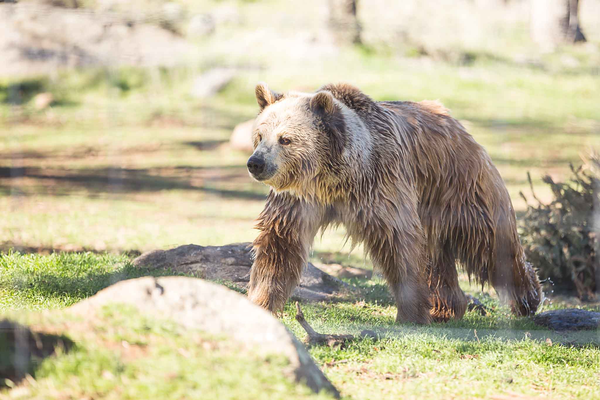 This gorgeous grizzly had just come from playing in the pond. This is probably my favorite photo of the day.