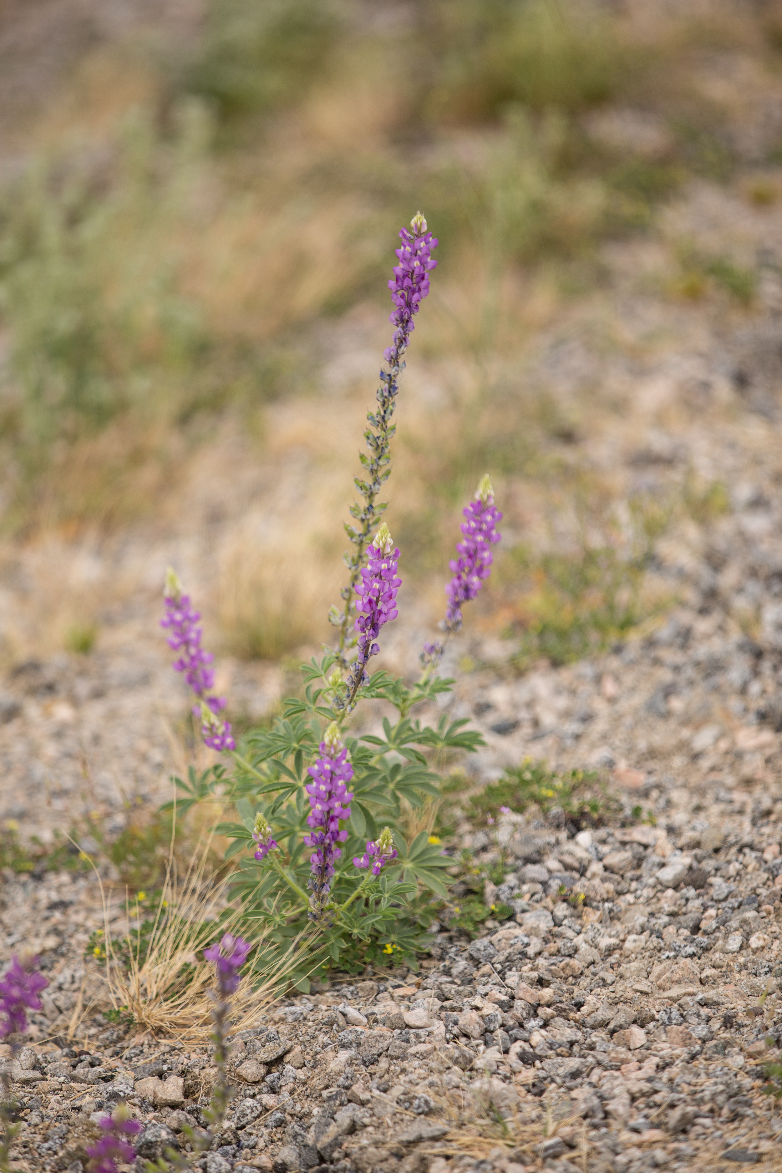 Purple Mountain Lupine